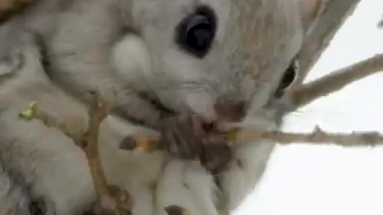 Introducing the super-rare flute squirrel. #EarthFromSpace