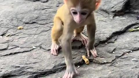 little monkey