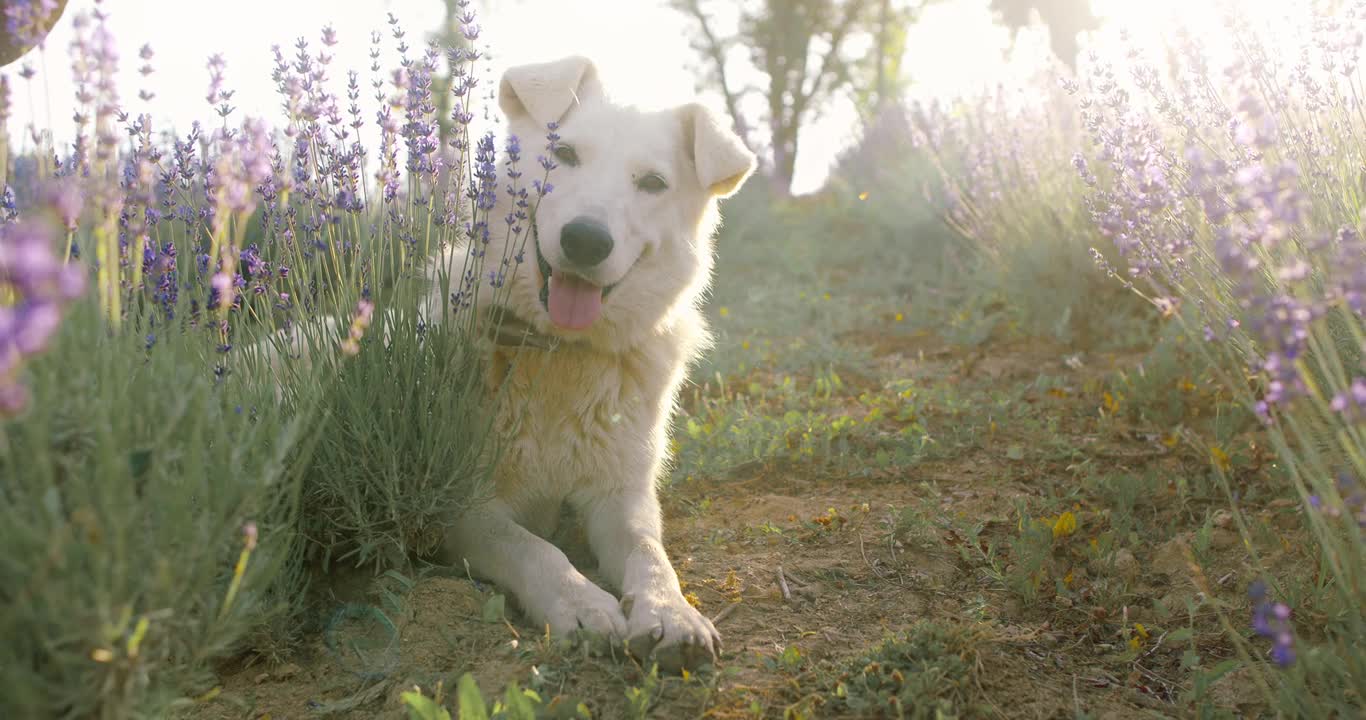 Cute Dog Sitting And His Reactions were so cute...