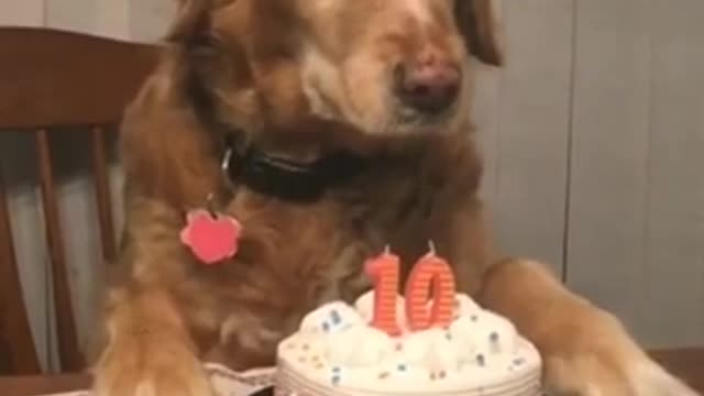 funny dog ​​celebrating his birthday