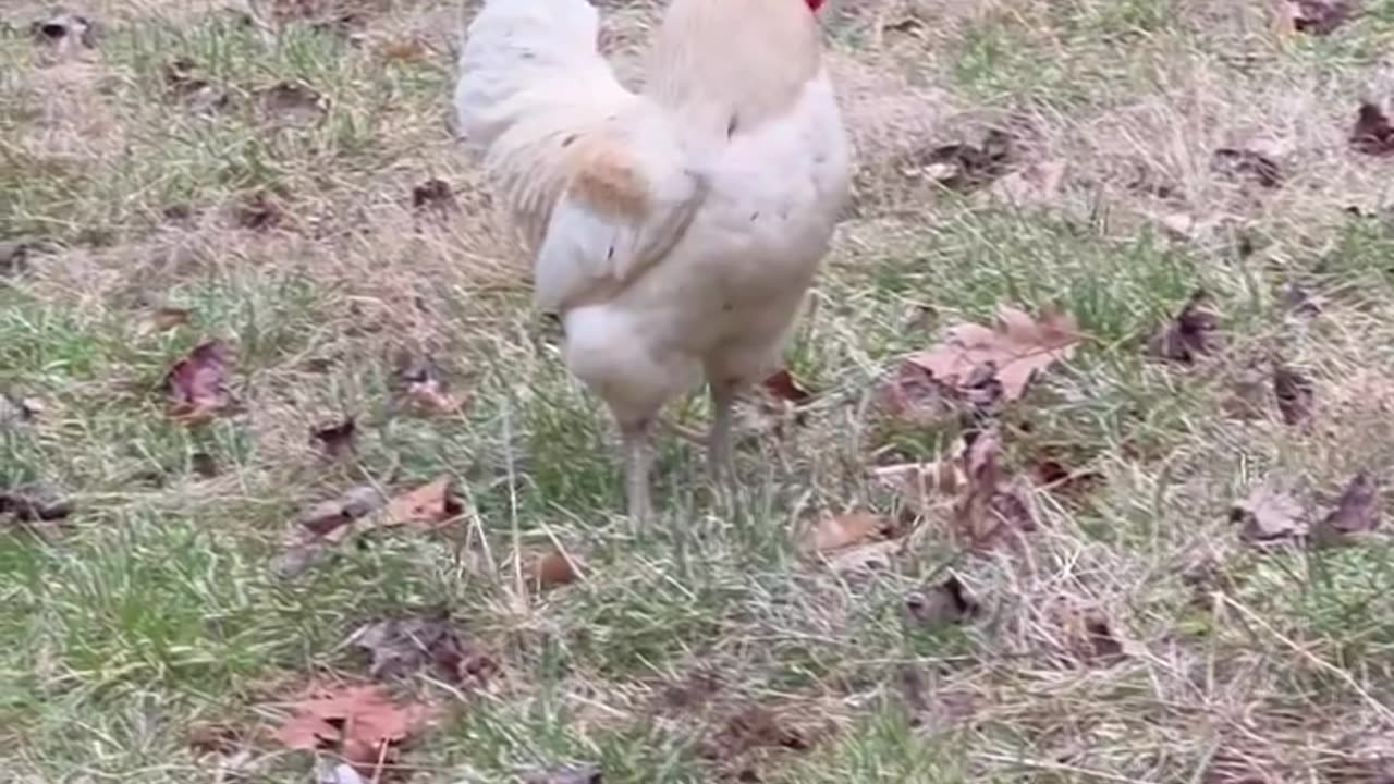 Chicken Porn