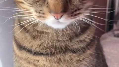 Friendly pets movement | funny animal 2023