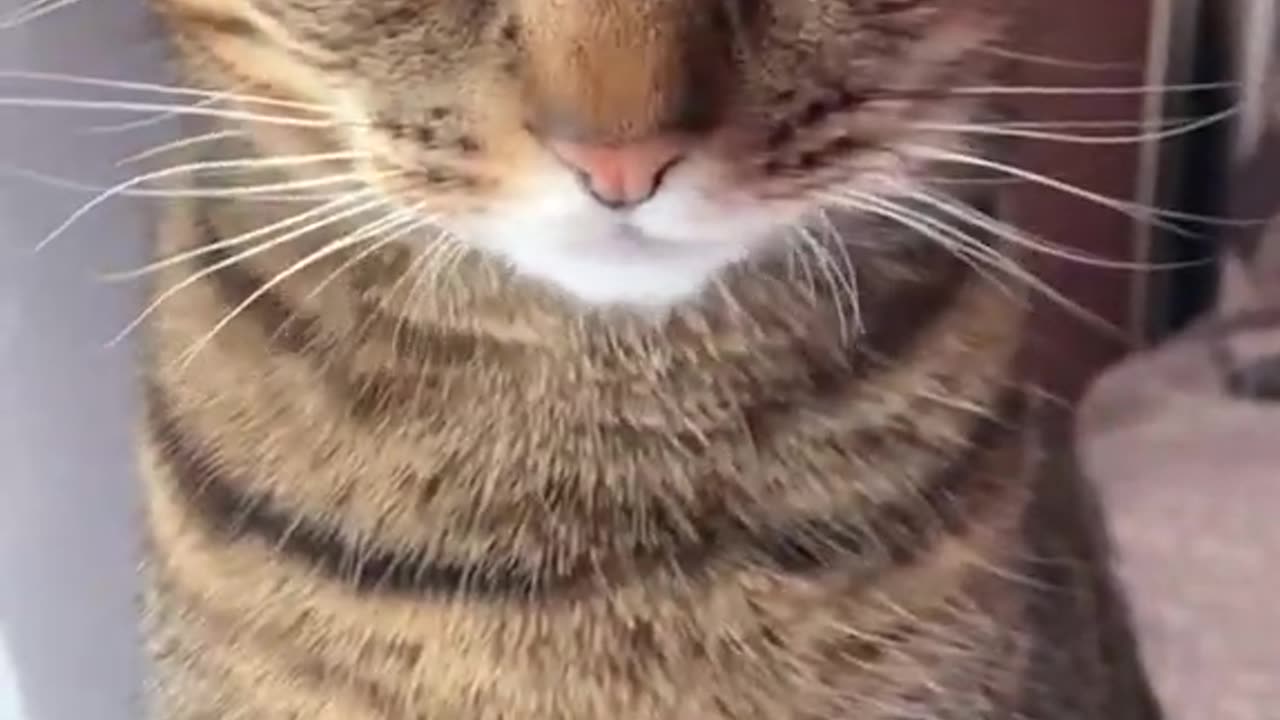 Friendly pets movement | funny animal 2023