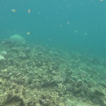 Snorkeling in the Shallows: A Peek into Paradise 🌊🐠