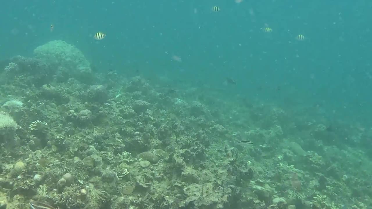 Snorkeling in the Shallows: A Peek into Paradise 🌊🐠