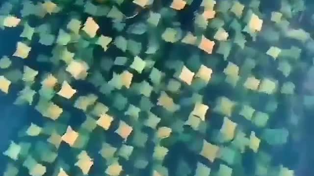 A flock of sea cats