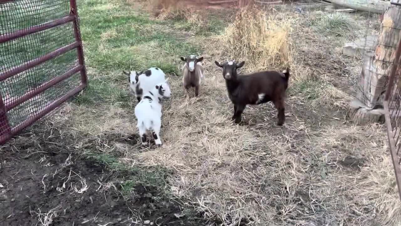 Goats