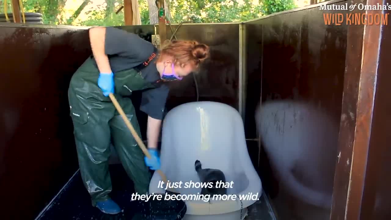 Orphaned Baby Seal Barks At Anyone Who Tries To Clean Her Bathtub | The Dodo Saving The Wild