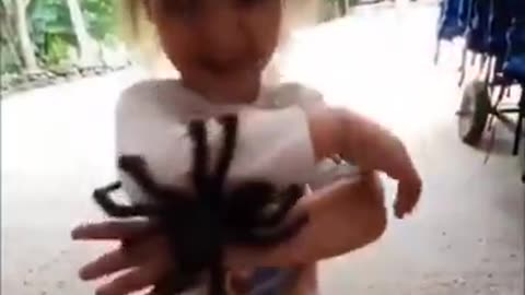 A humongous PET SPIDER 🕷️