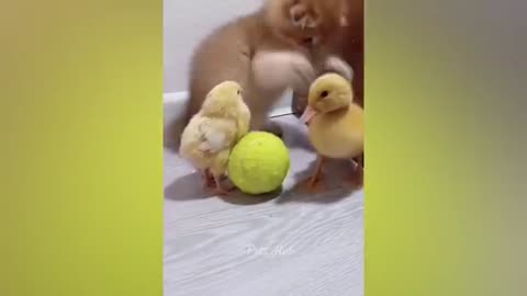 Funny animals