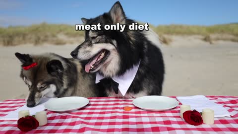 My Husky Had A Blind Date on the Beach