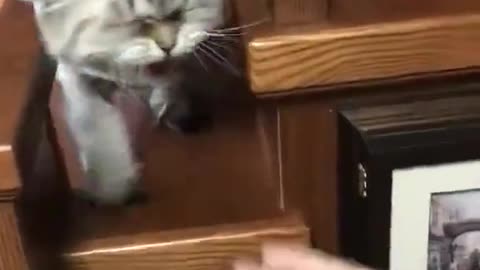 Ip Cat