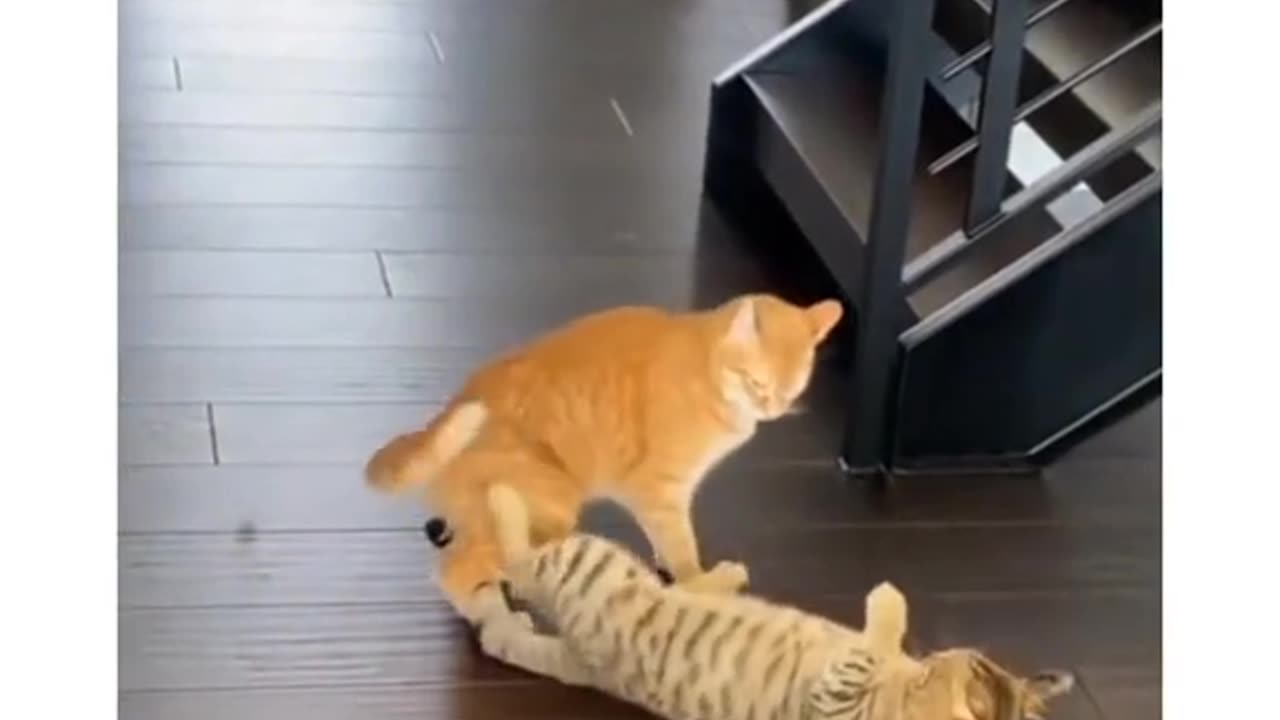 Cats fight