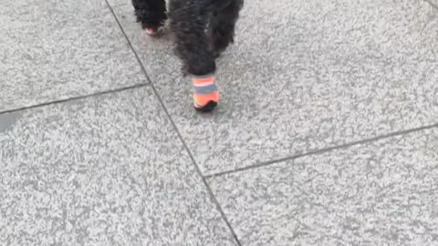 puppy