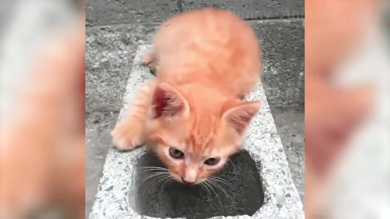 🤣 Funniest And Cute Cats 😻 Cats - Try Not To Laugh Animals - Funny Pet Dogs And Kittens Videos 😇