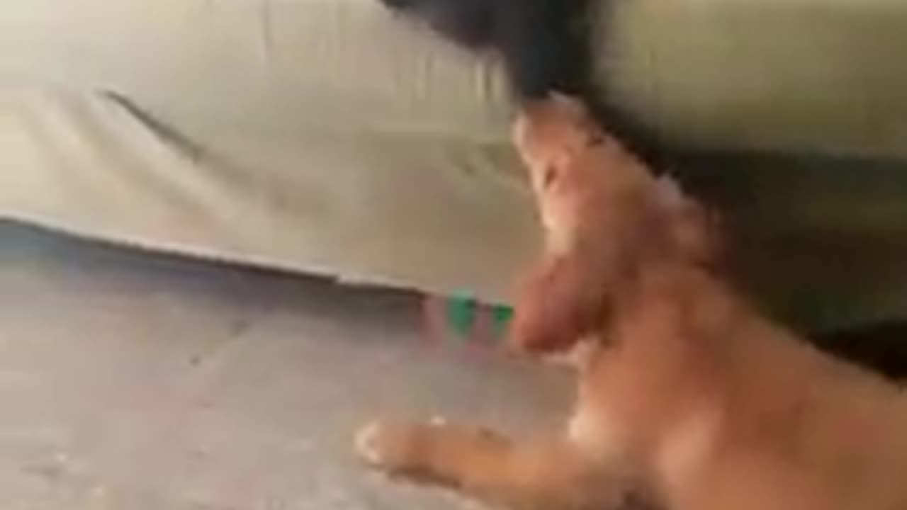 CAT & Dog