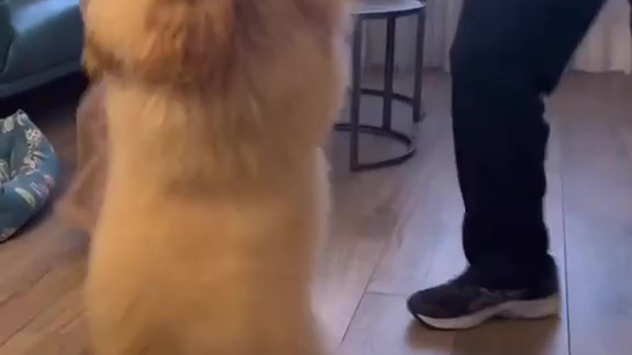 Dancing dog 🐕🐕