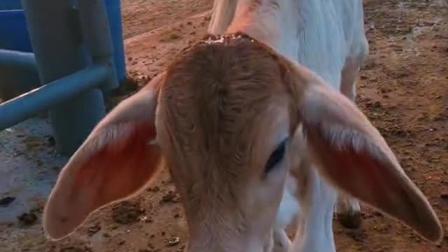 YES within days they differentiate my moo from others. Always sounds like “mom” to me 🥺