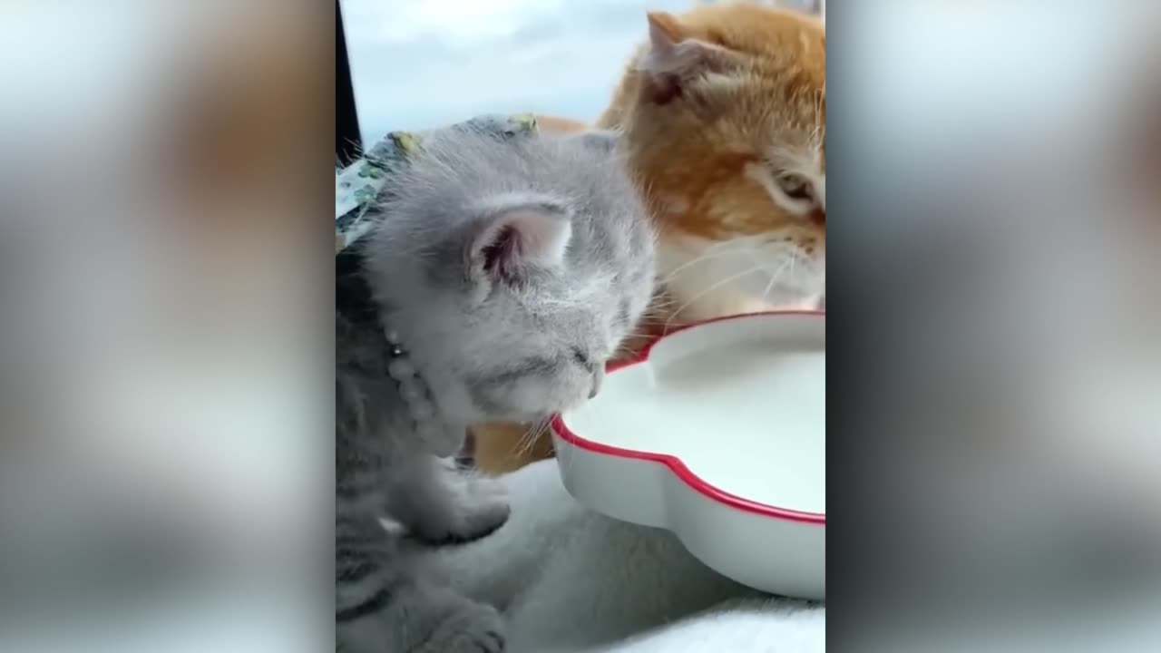 Hilarious Cat Compilation: The Best of Feline Fun