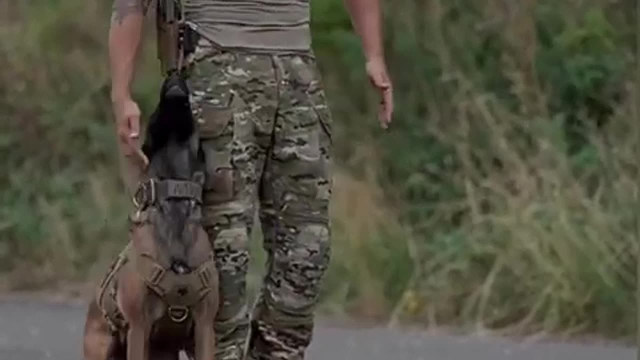 malinois dog military training standard #shorts #shortsfeed #malinois #dogtraining #doglover