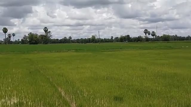 Fresh nature in Cambodia ធម្មជាតិស្រស់ស្អាតនៅកម្ពុជា