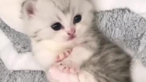 Cute little cat