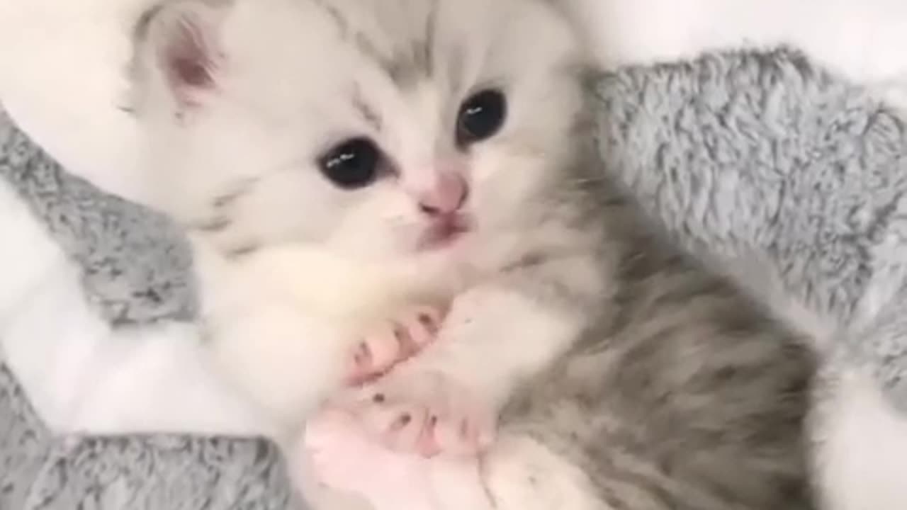 Cute little cat