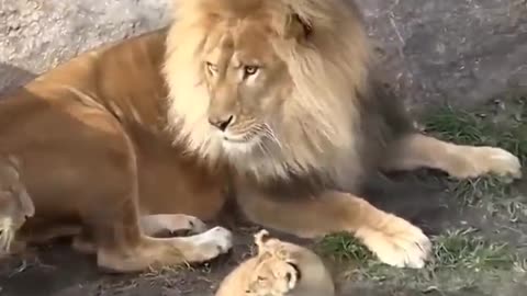 Funny Father of Lion Cub 🤣 | RAYAL |