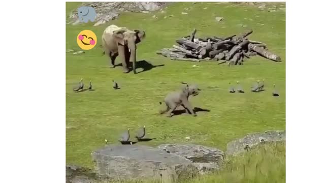 little elephant cub