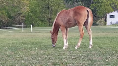 First evening in the bigger pasture