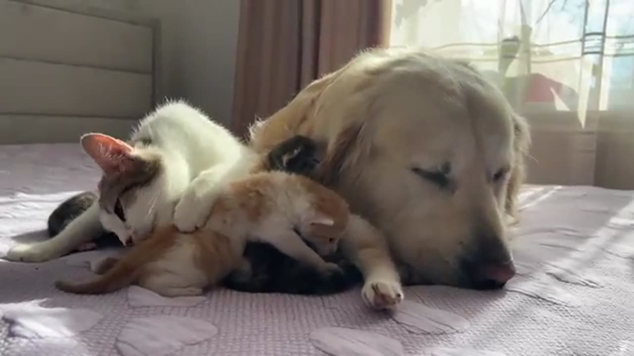 How the Golden Retriever and New Tiny Kittens Became Best Friends [Cutest Compilation]