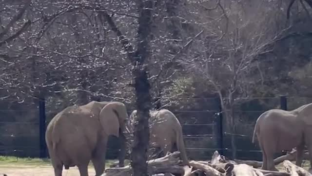 In the zoo, ostriches, giraffes and elephants live in peace