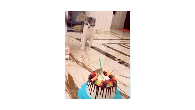 Funny and Cute Cat Videos