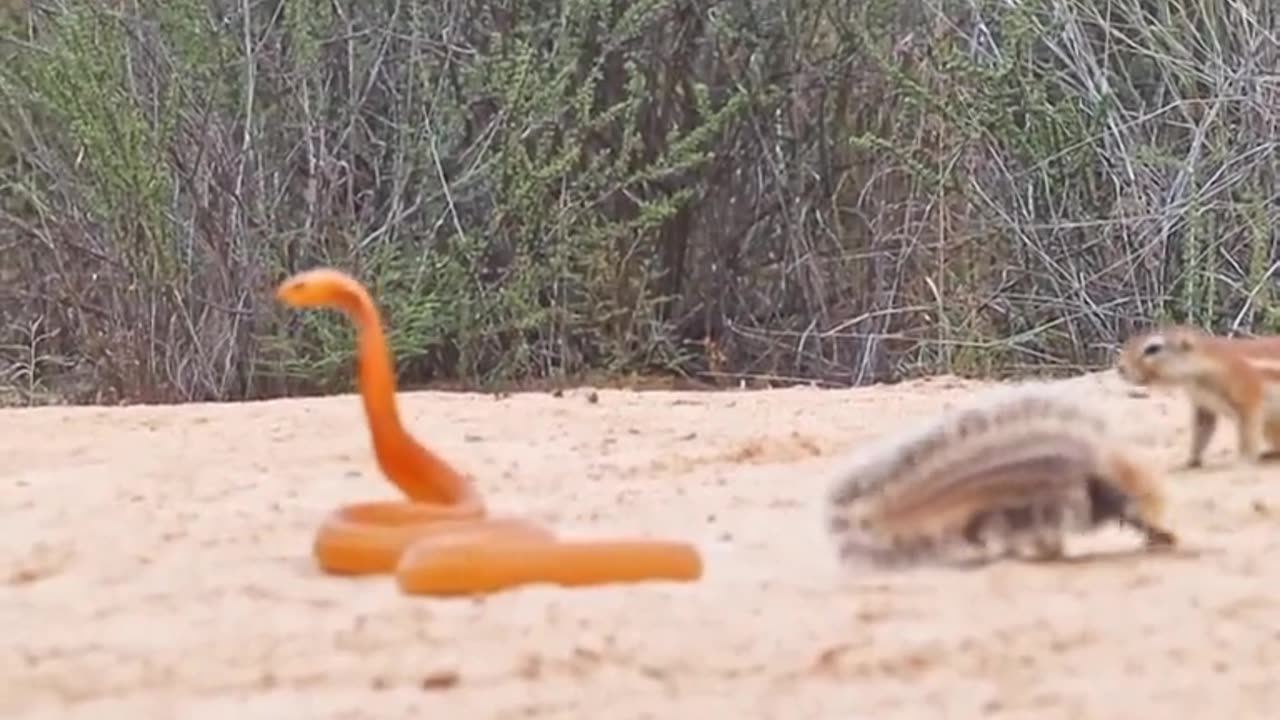 Mongoose,vs,snake amazing video clip