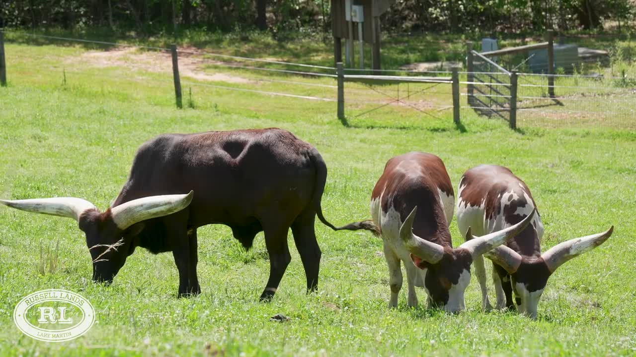 Watusi Cattle join The Stables Family
