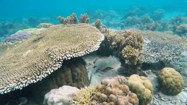 Under water Life is so beautiful | Fishes water video