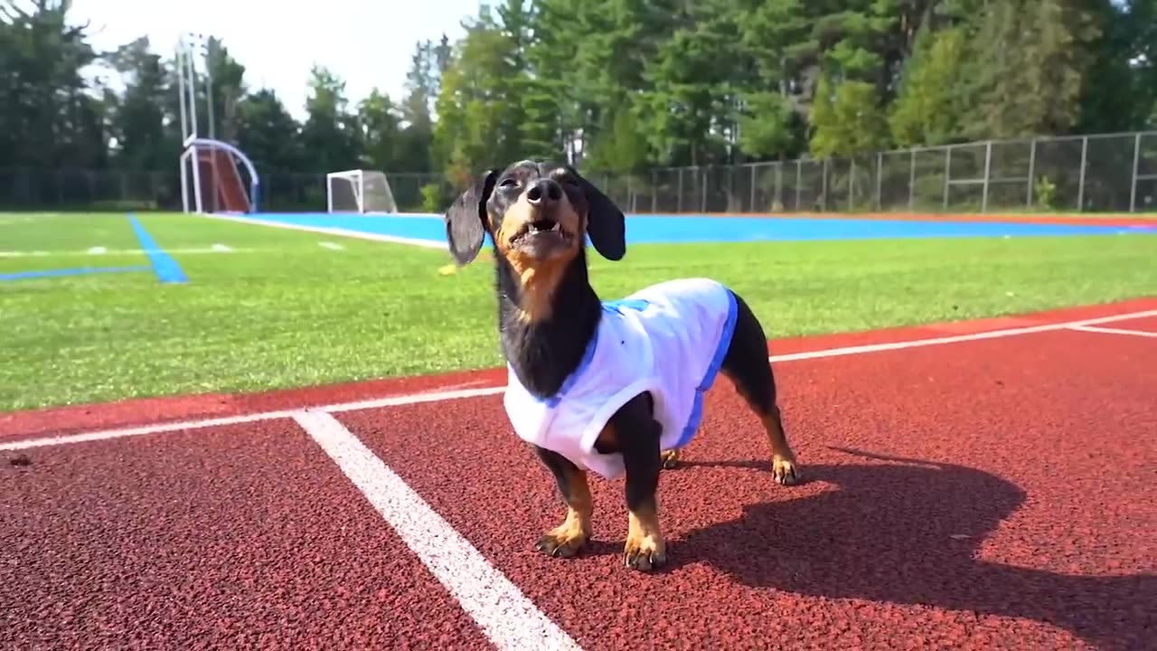 The Wienerlympics! Cute & Funny Wiener Dog Video!