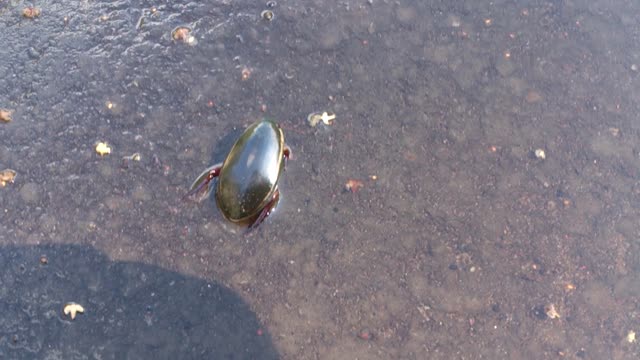 Predaceous Diving Beetle in a puddle