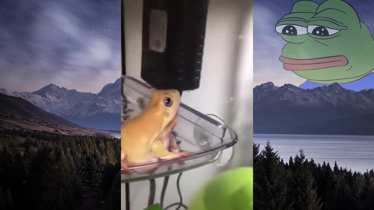 laugh 5 times, you lose (daily dose of memes edition)
