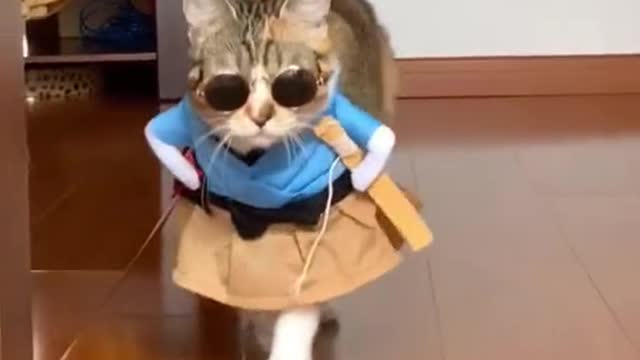 Fashion show cats 2022