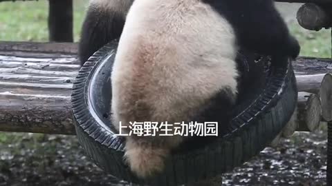 Did you come to see the pandas
