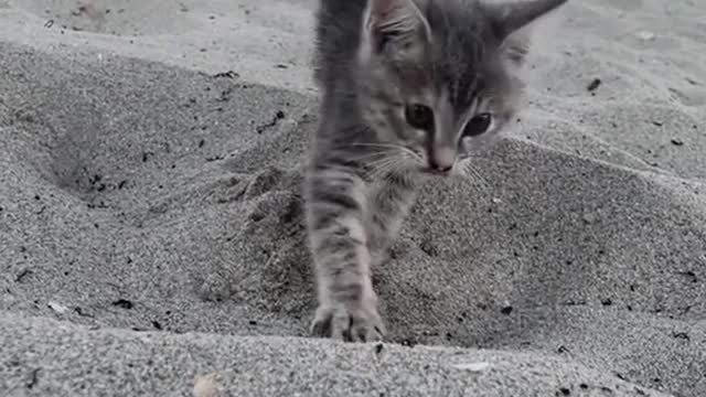 The cat is playing by the sea