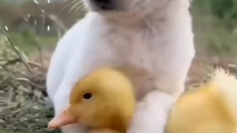 Animals funny video, 😂📷🤣🤣🤣🤣