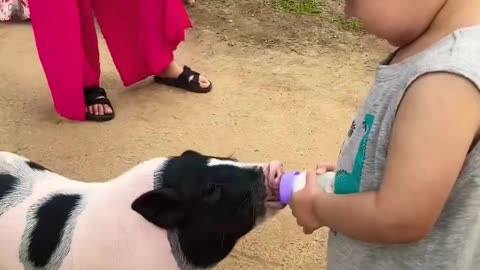 Feeding time for Piggy 🐷