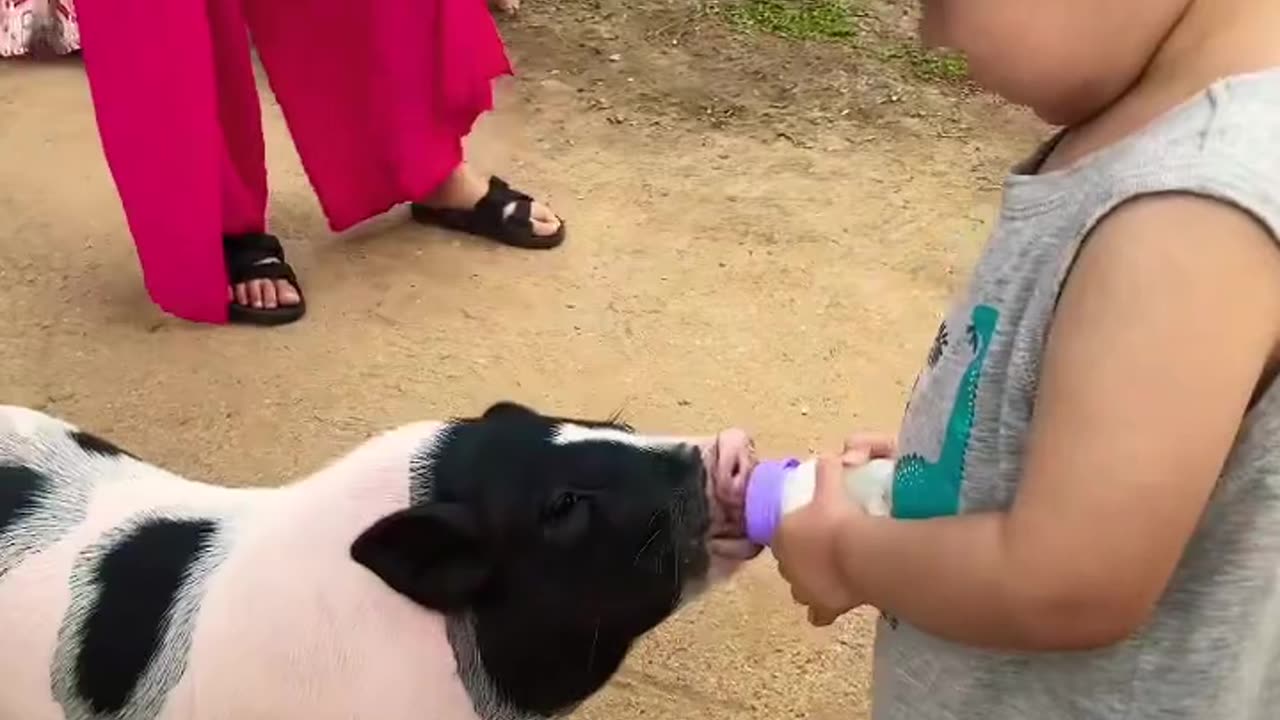 Feeding time for Piggy 🐷