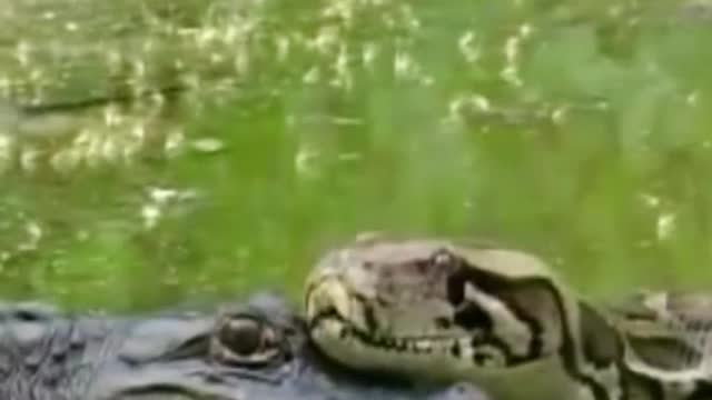 Anaconda hunting crocodile😱 #wildanimals #anaconda #crocodile #animals