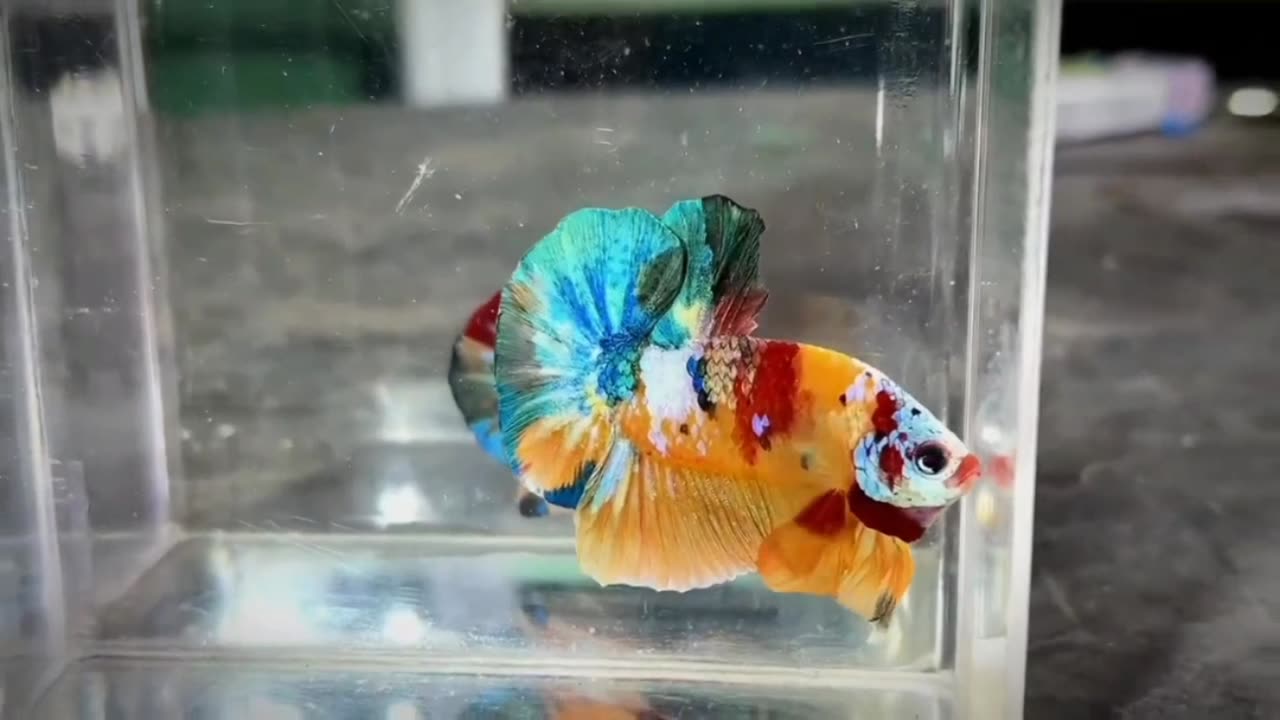 BEAUTIFUL MULTICOLOR BETTAFISH COMPILATION