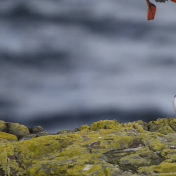 AMAZING BIRD LOOKS LIKE PENGUIN 😍
