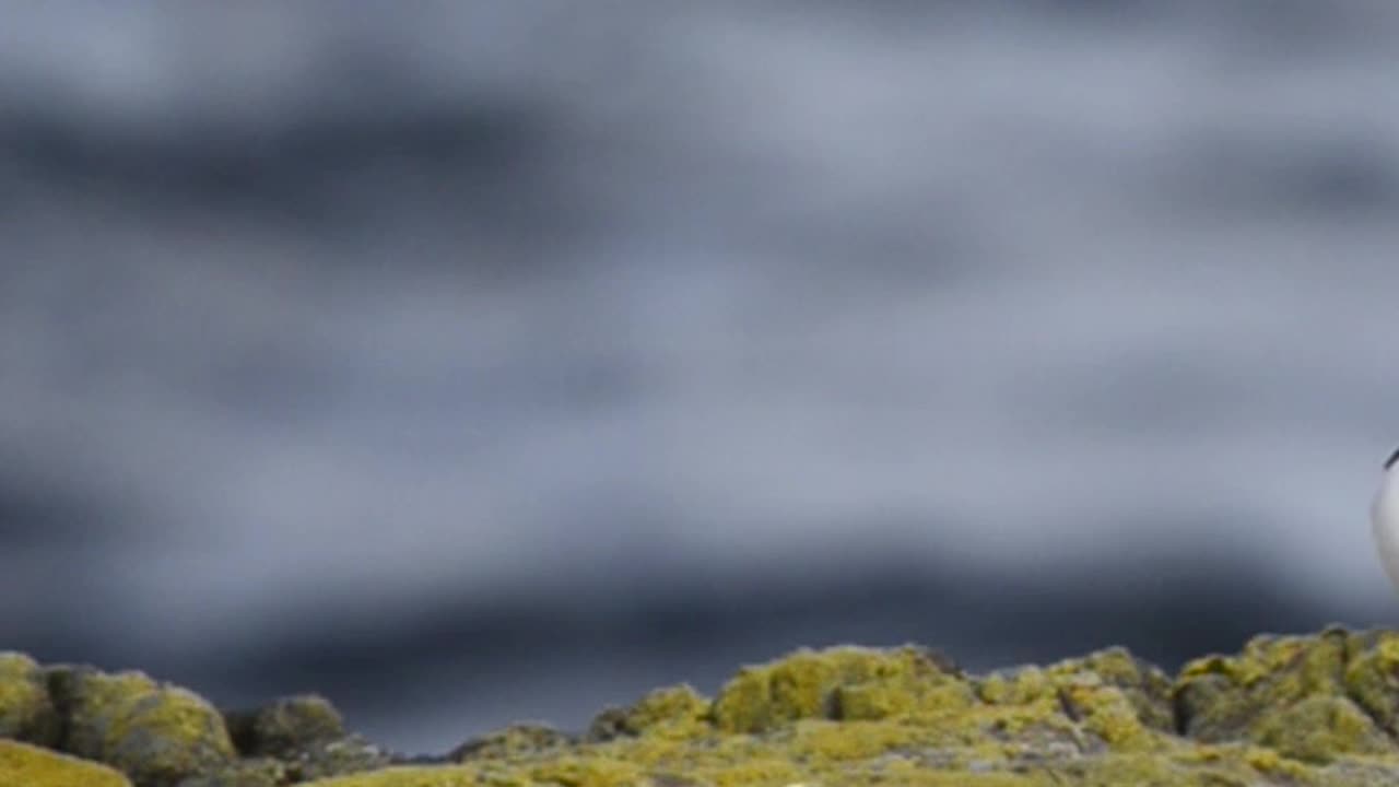 AMAZING BIRD LOOKS LIKE PENGUIN 😍