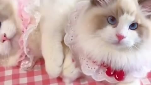 funny cats on tik tok!